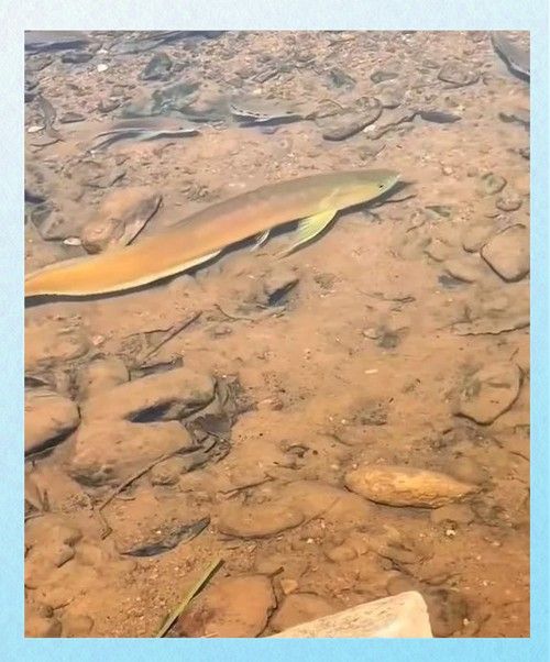 黃龍魚長什么樣子圖片視頻