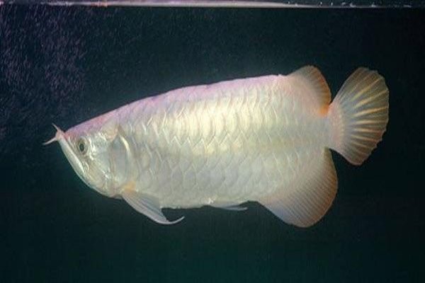 黃龍魚長什么樣子圖片視頻