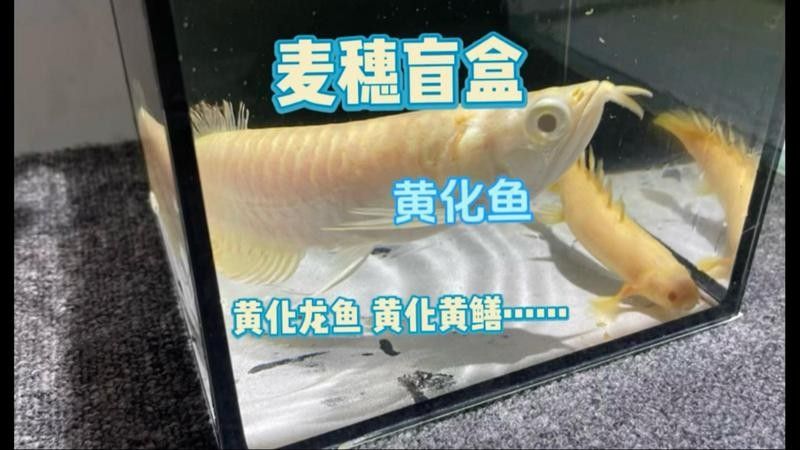 黃龍魚長什么樣子圖片視頻