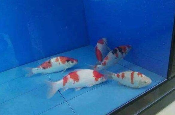 銀龍魚沉底身體傾斜