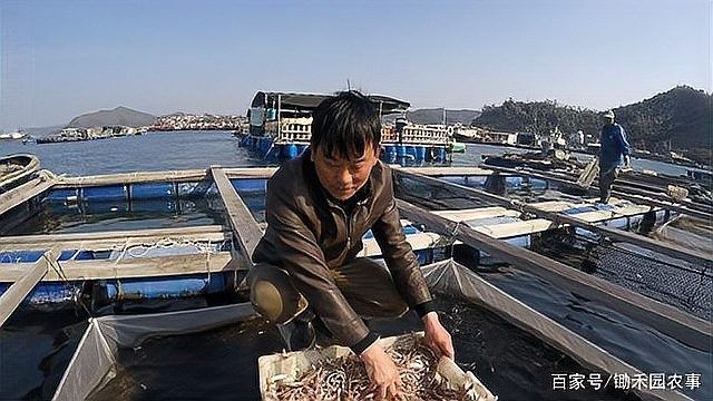 龍躉魚養殖周期是多久？