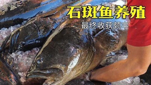 龍躉魚養殖周期是多久？