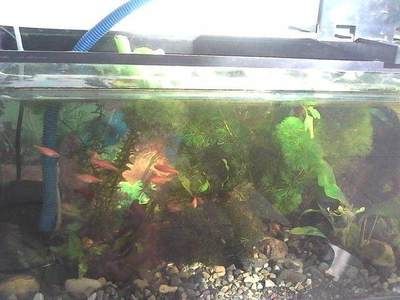 魚缸最久可以多久不換水的魚缸（如何判斷魚缸換水的最佳時間段不同魚種對水質要求差異）