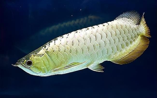 銀龍魚吃食不兇猛怎么辦
