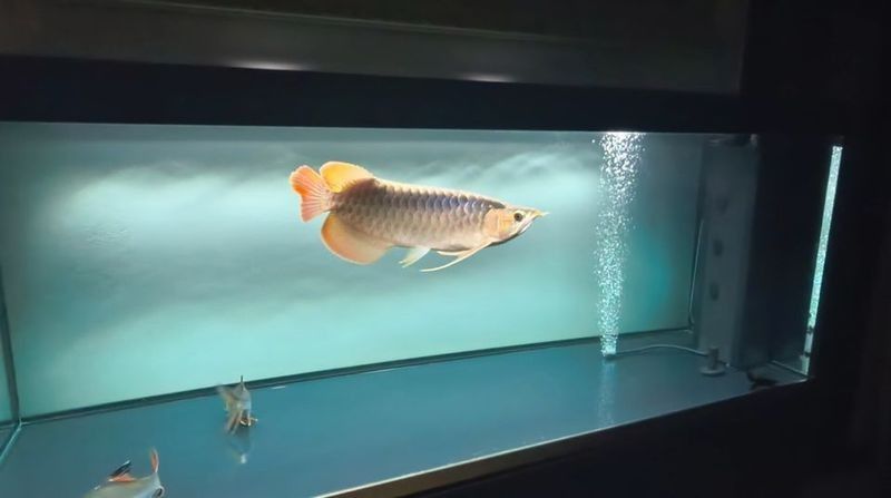 龍魚身上有白膜怎么辦啊吃什么藥：龍魚白膜病因分析，龍魚藥物治療案例