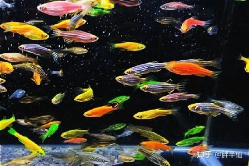 龍魚鯊魚嘴和正常嘴的區別？（龍魚的鯊魚嘴和正常嘴之間有幾個顯著的區別）