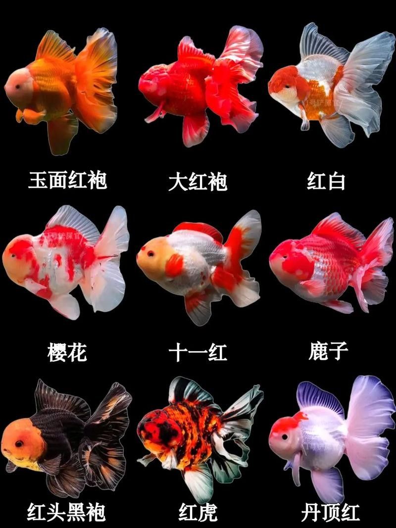 龍魚鯊魚嘴和正常嘴的區別？（龍魚的鯊魚嘴和正常嘴之間有幾個顯著的區別）