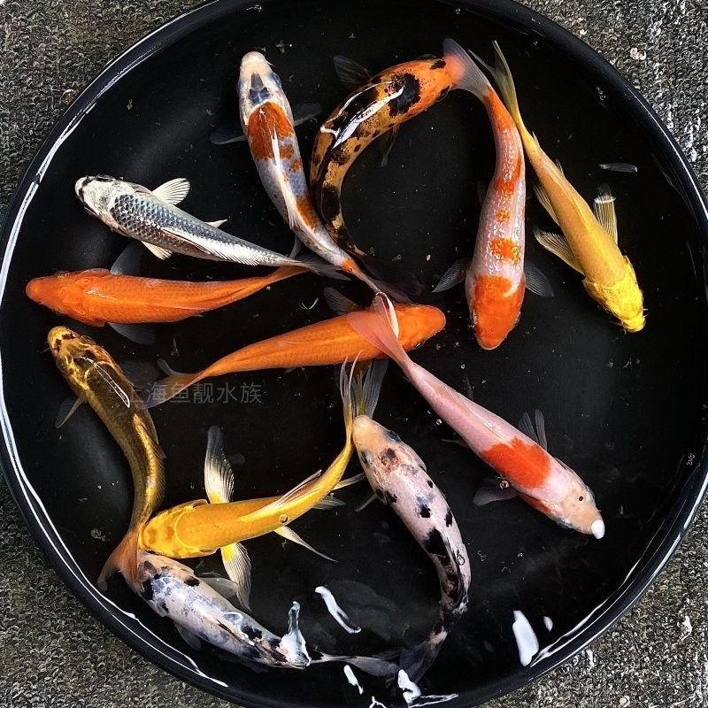 龍魚鯊魚嘴和正常嘴的區別？（龍魚的鯊魚嘴和正常嘴之間有幾個顯著的區別）