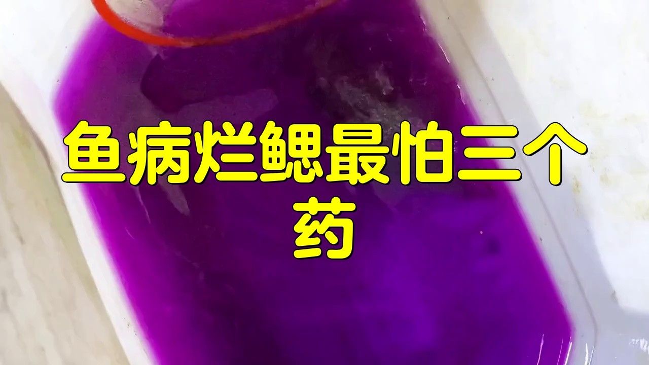 龍魚鰓蓋腐爛的最佳治療方法是什么？
