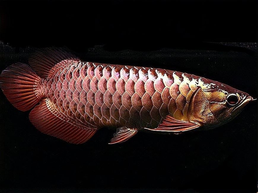 龍魚適合多大的魚缸？