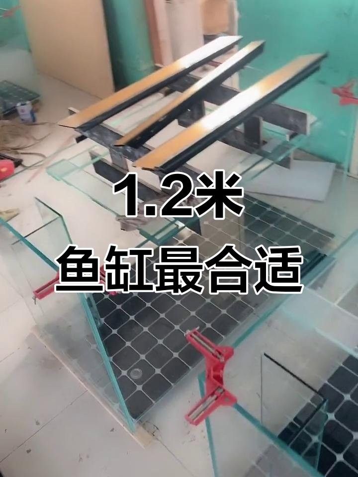 龍魚適合多大的魚缸？