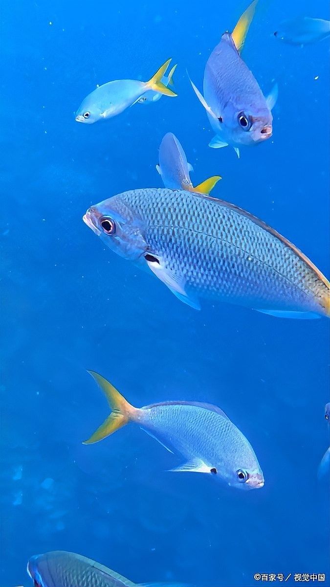 龍魚孵化到小魚需要多久