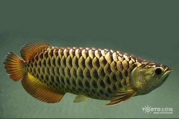 高背金龍魚價格多少錢一條圖片