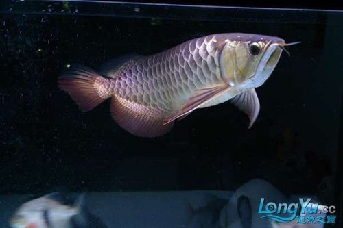 高背金龍魚價格多少錢一條圖片