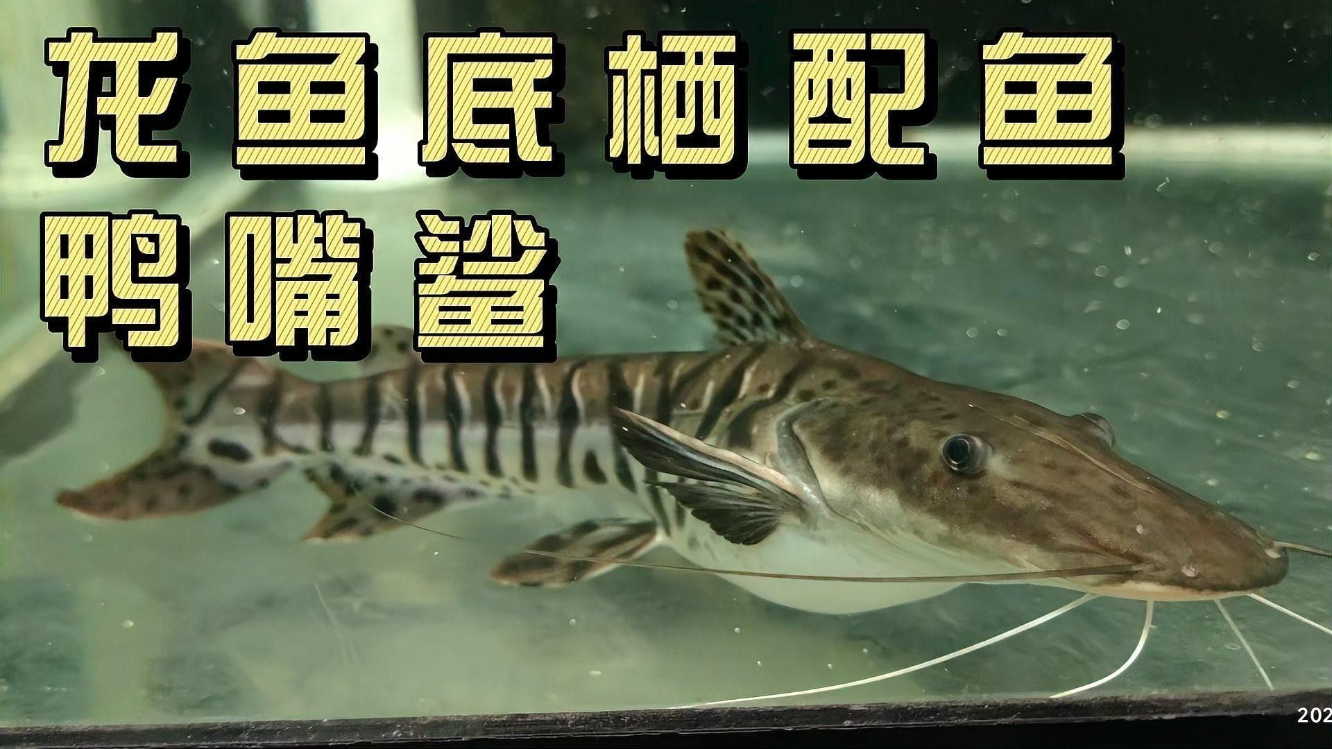 鴨嘴鯊和龍魚(yú)混養(yǎng)會(huì)怎么樣呢