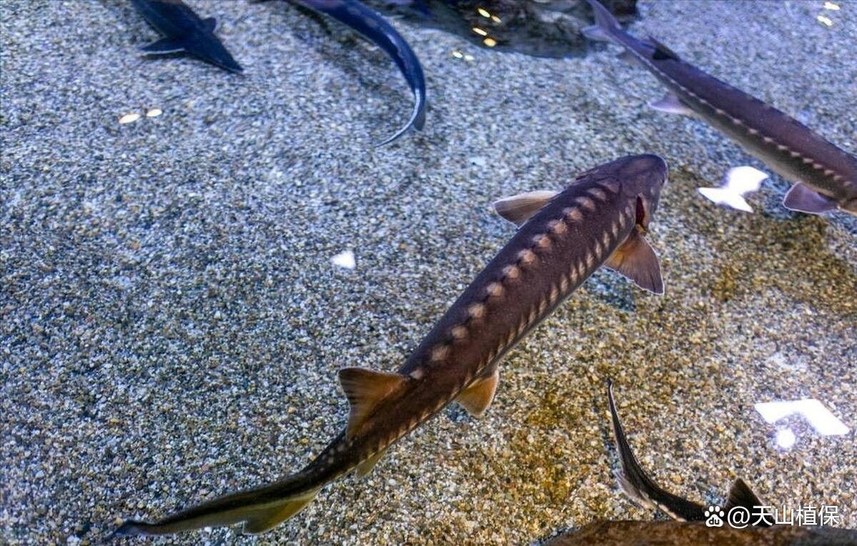 鱘龍魚 養殖