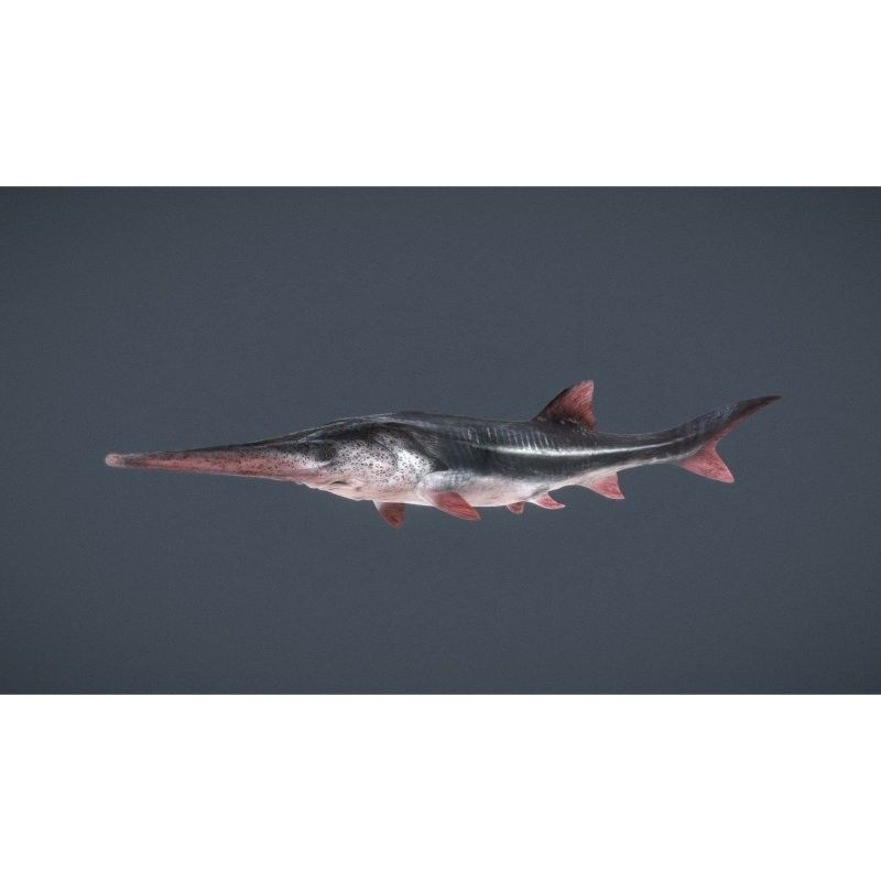 鱘龍魚 養殖
