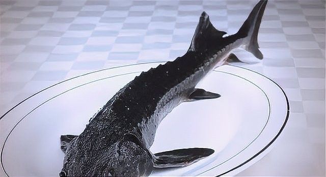 鱘龍魚 養殖