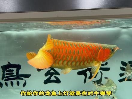 龍魚燈哪個品牌好用又便宜