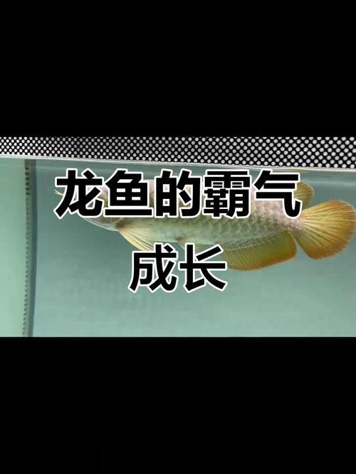 龍魚魚苗圖片大全欣賞