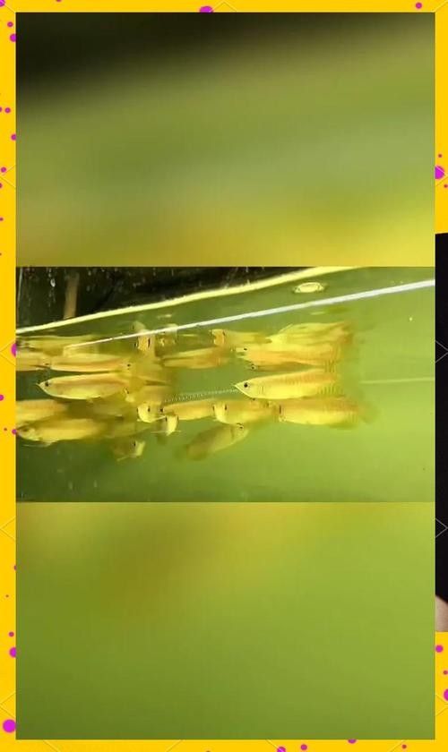 龍魚魚苗圖片大全欣賞