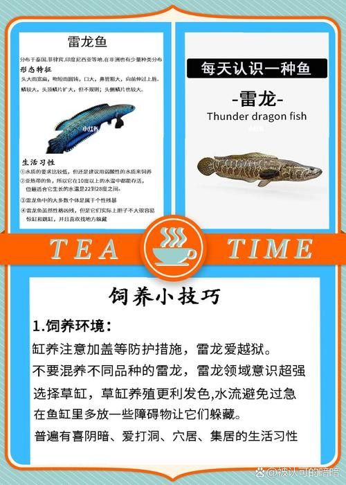 雷龍魚圖鑒海報高清