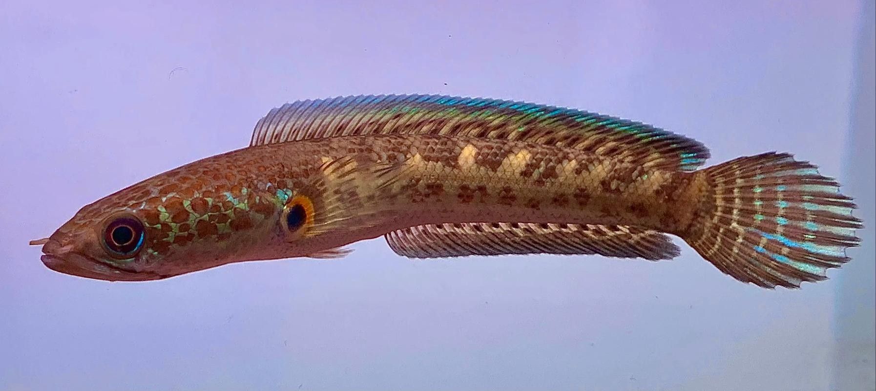 雷龍魚圖鑒海報高清