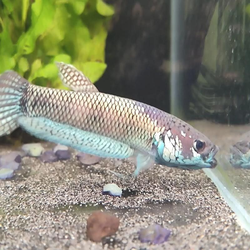 雷龍魚圖鑒海報高清