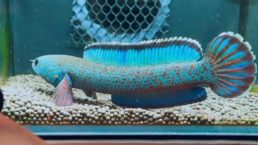 雷龍魚圖鑒海報高清