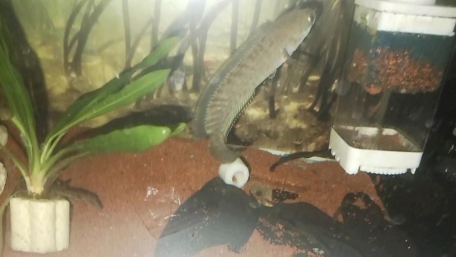 雷龍魚圖鑒海報高清