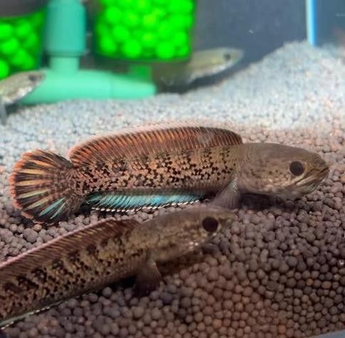 雷龍魚圖鑒海報高清