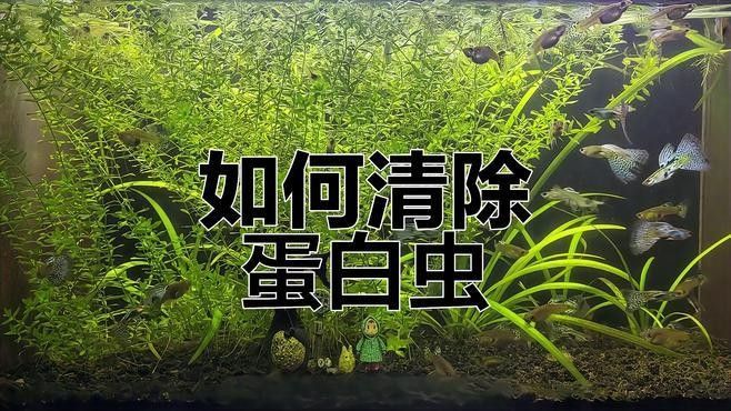 龍魚缸內有白色的小蟲子