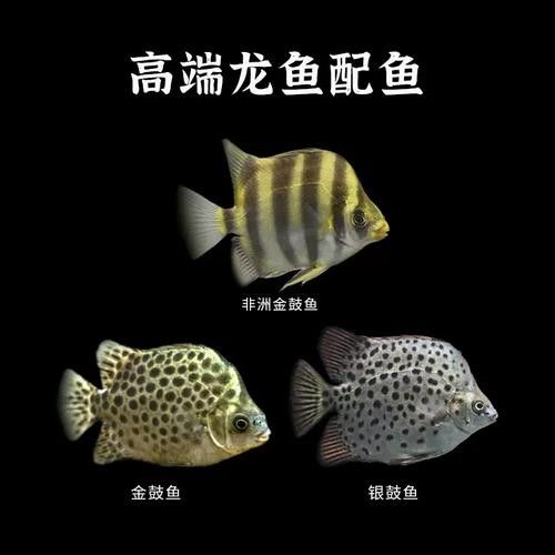 非洲金鼓能和龍魚混養嗎圖片視頻 非洲金鼓能和龍魚混養嗎圖片視頻 龍魚百科 第13張