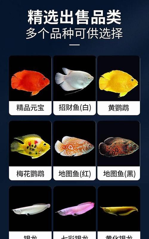 非洲金鼓能和龍魚混養嗎圖片視頻 非洲金鼓能和龍魚混養嗎圖片視頻 龍魚百科 第18張
