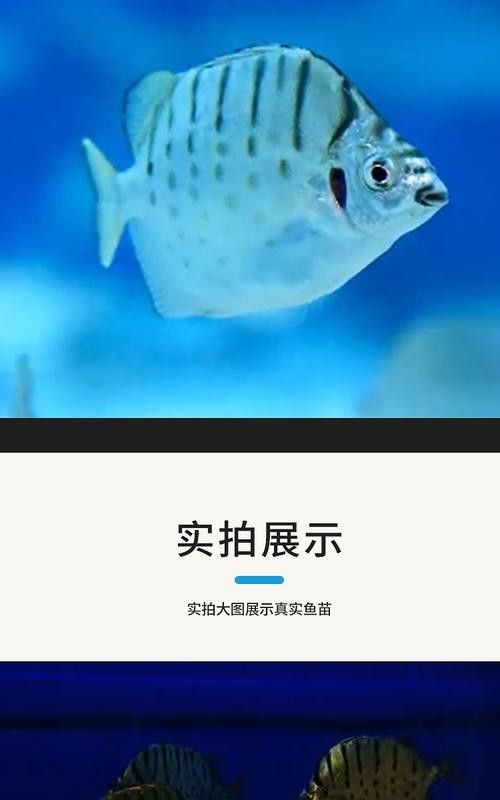 非洲金鼓能和龍魚混養嗎圖片視頻 非洲金鼓能和龍魚混養嗎圖片視頻 龍魚百科 第12張