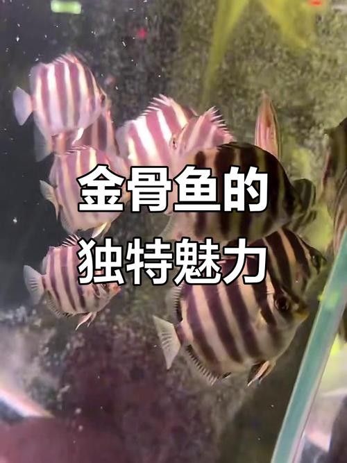 非洲金鼓能和龍魚混養嗎圖片視頻 非洲金鼓能和龍魚混養嗎圖片視頻 龍魚百科 第27張