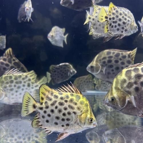 非洲金鼓能和龍魚混養嗎圖片視頻 非洲金鼓能和龍魚混養嗎圖片視頻 龍魚百科 第25張