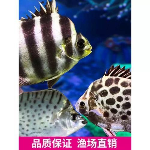 非洲金鼓能和龍魚混養嗎圖片視頻 非洲金鼓能和龍魚混養嗎圖片視頻 龍魚百科 第24張