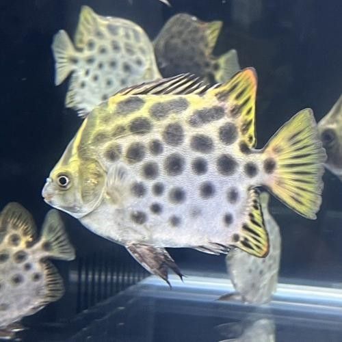 非洲金鼓能和龍魚混養嗎圖片視頻 非洲金鼓能和龍魚混養嗎圖片視頻 龍魚百科 第22張