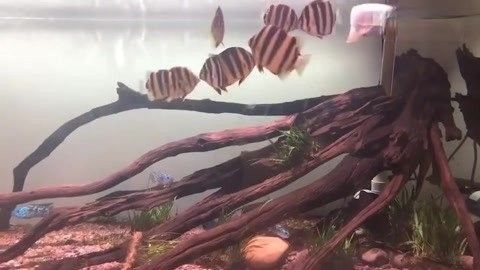 非洲金鼓能和龍魚混養嗎圖片視頻 非洲金鼓能和龍魚混養嗎圖片視頻 龍魚百科 第29張