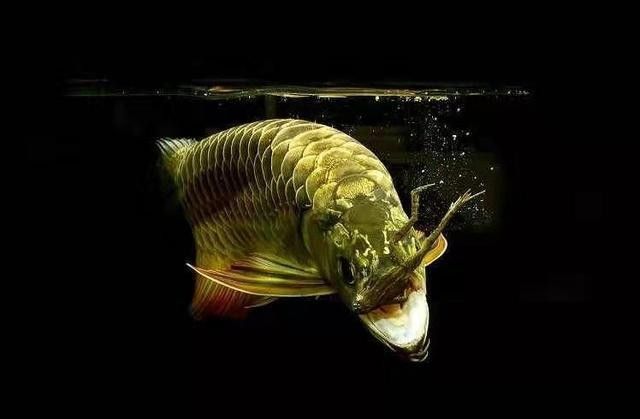 龍魚做手術沒停食