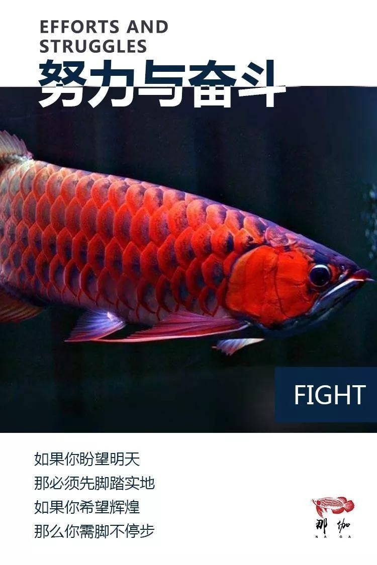 龍魚(yú)燈怎么放不會(huì)掉眼