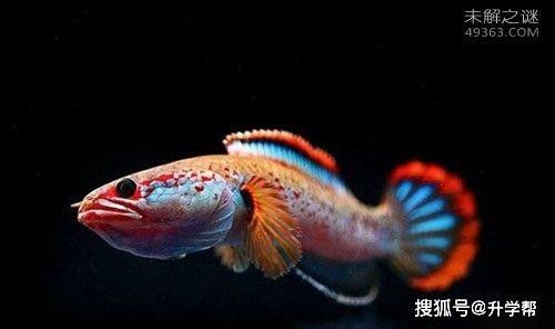 雷龍魚吃泥鰍會不會吐骨