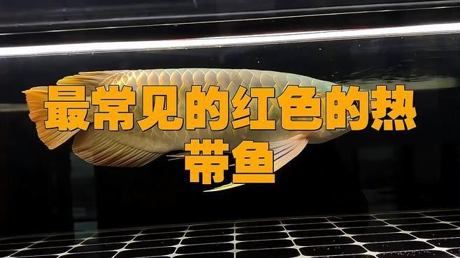 龍魚(yú)圖片大全圖片高清壁紙豎屏