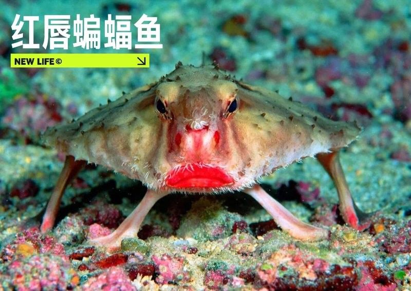 龍魚(yú)圖片大全圖片高清壁紙豎屏