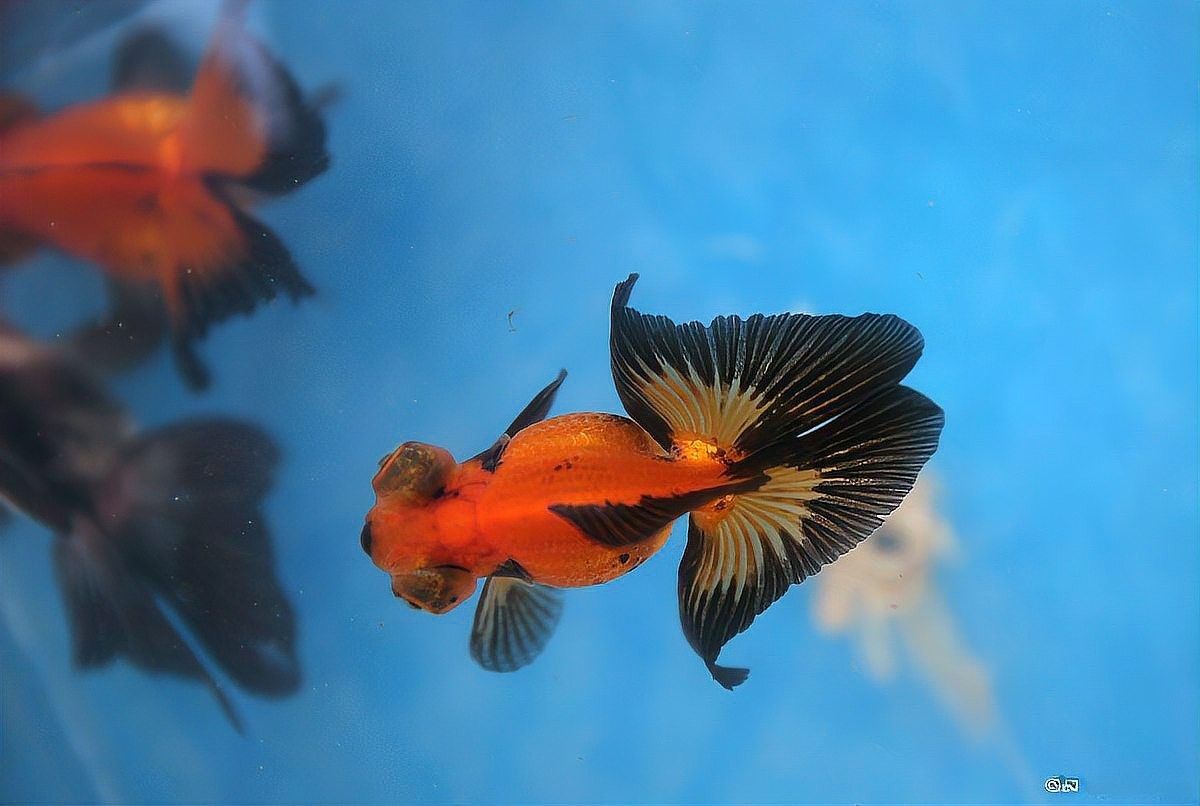 龍魚(yú)圖片大全圖片高清壁紙豎屏