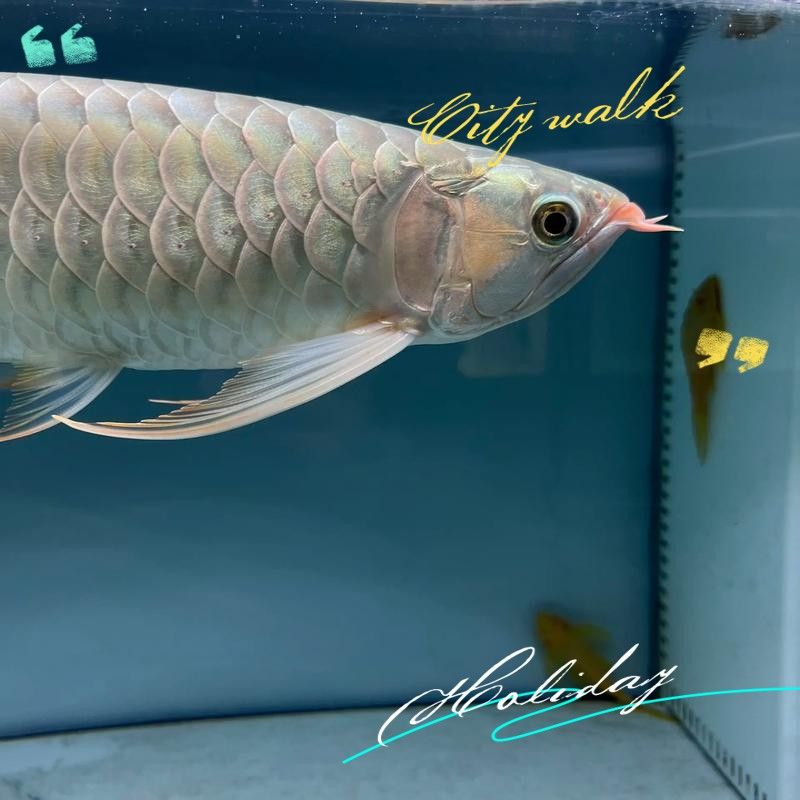龍魚鰓蓋穿孔后如何保持水質穩定？