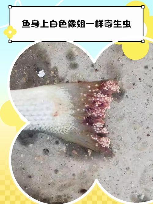 銀龍魚身上起白點是怎么回事兒啊圖片