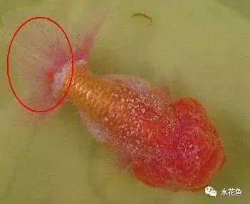 銀龍魚身上起白點是怎么回事兒啊圖片