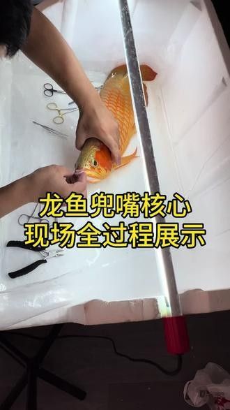 龍魚翹嘴手術